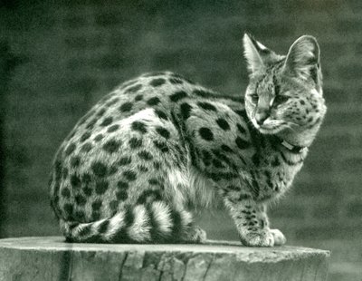 A Serval at London Zoo, 1923 by Frederick William Bond